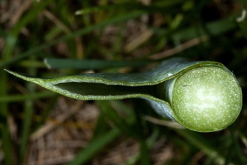 Equitant leaf - the leaf is folded along its mid vein and will be fused together along most of its length (above the point of this section) - [Iris sp.;